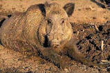 Wild Boar - Wild Hog hunting