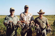 Mexico Dove Hunting, Mexico Dove Hunts