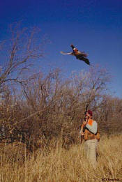 Pheasant, Grouse, Prairie Chicken and Prairie Dog hunting in SD